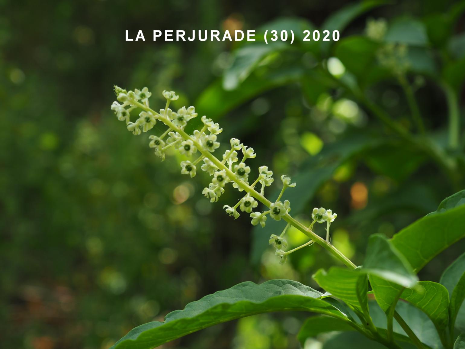 American Pokeweed